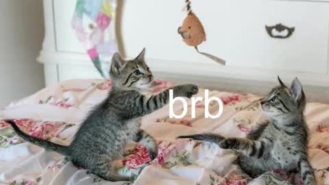 Snapshot of pink_girl0n chatting on 6, 11, 2025 Kitty online show from 6, 11, 2025