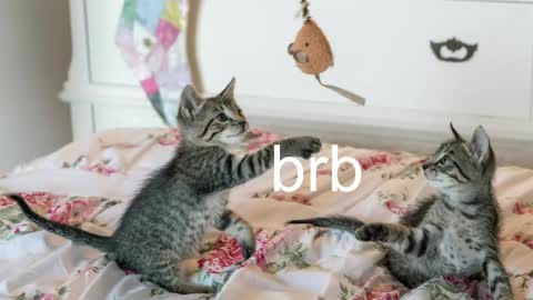 Kitty online show from 3, 6, 2026