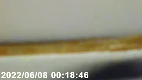 pretty_boy_jack online show from 12, 2, 2025