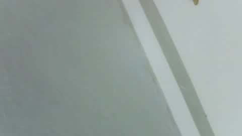 Rose online show from 14, 11, 2025