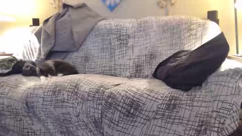 puff0169 online show from 12, 2, 2026