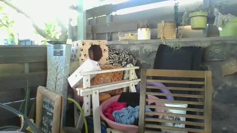 Python online show from 2, 1, 2025