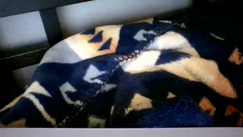 Roy Murrin online show from 6, 2, 2026