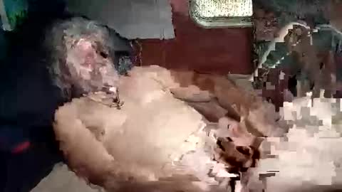 Shamroc online show from 5, 3, 2026