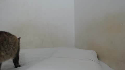 Snapshot of sirajones chatting on 25, 2, 2025 sirajones online show from 25, 2, 2025