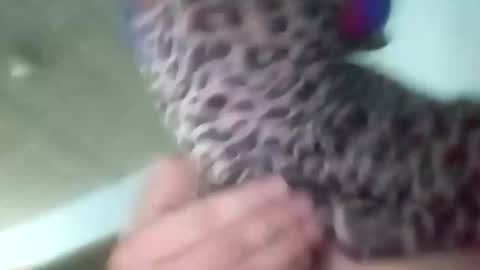 Snapshot of sissycrossdrese chatting on 25, 1, 2025 sissycrossdrese online show from 25, 1, 2025