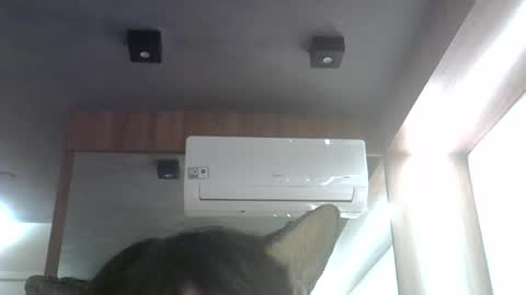 skinnykittencam online show from 26, 6, 2026