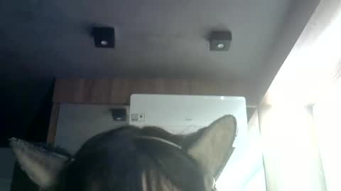 skinnykittencam online show from 9, 7, 2026