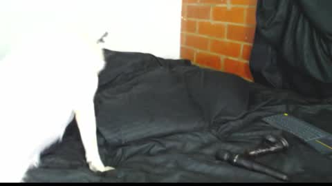  Sofy  online show from 21, 2, 2026