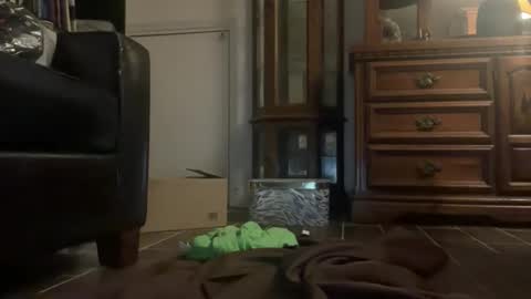 Southernblueyes online show from 11, 4, 2026