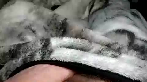 stargazor online show from 20, 12, 2024