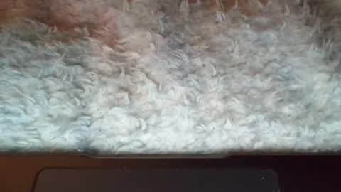 Suseee online show from 7, 4, 2026