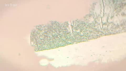 TAANNI online show from 5, 4, 2026