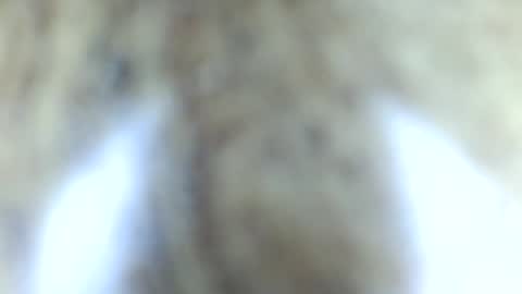 tinypecker6 online show from 8, 6, 2026