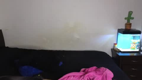 Sophia  Tony online show from 7, 7, 2026