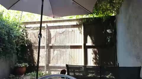 Topsy online show from 14, 2, 2026