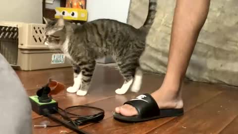 Snapshot of toptierdrippa chatting on 3, 3, 2026 TopTierDrippa online show from 3, 3, 2026