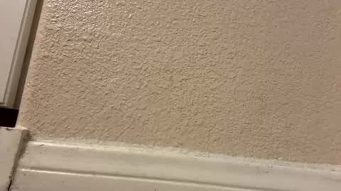 trickydick6 online show from 10, 3, 2026