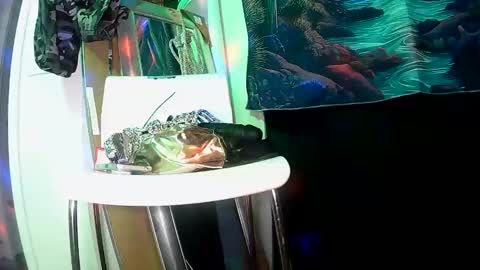 vegasmd online show from 27, 2, 2025