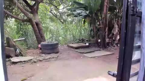 Snapshot of venusandzeus chatting on 19, 1, 2026 venus ... zeus sheer online show from 19, 1, 2026