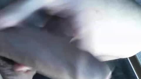 Snapshot of viktorklubb chatting on 8, 3, 2025   online show from 8, 3, 2025