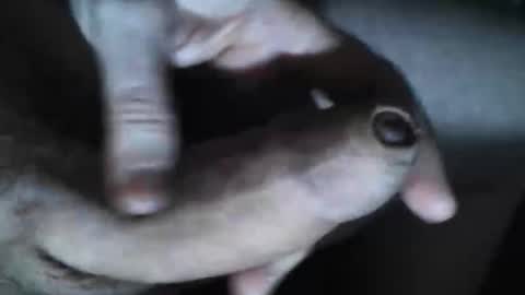 Snapshot of viktorklubb chatting on 30, 10, 2025   online show from 30, 10, 2025