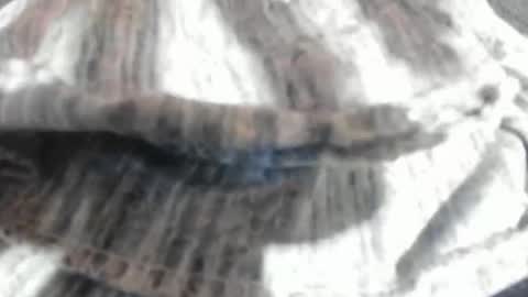 Virgowithabig online show from 23, 3, 2026