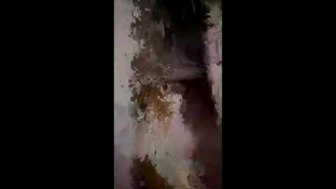 whitelava_4u online show from 2, 12, 2025