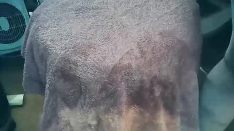 wildman6 online show from 26, 3, 2026