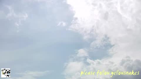 .     y e l l o w s n a k e s       . online show from 4, 6, 2026