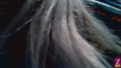 ZYA online show from 4, 12, 2024