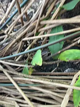 Snapshot of Yurt000 chatting on 11, 9, 2025 Yurt000 online show from 11, 9, 2025