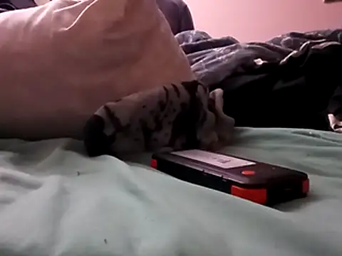 Blkstylion online show from 5, 12, 2025