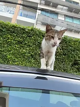 AngelinaTeller online show from 13, 4, 2026