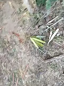 Monster Bigdick online show from 12, 1, 2025