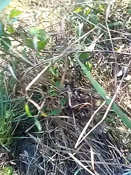 Nkumar173 online show from 11, 11, 2025