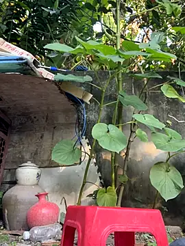   Saphia   online show from 27, 11, 2025