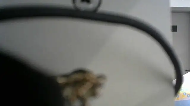 lovense test04 online show from 19, 9, 2025