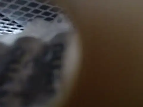 lovense test04 online show from 31, 10, 2025