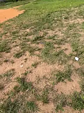 Black-mamba-madingo online show from 14, 2, 2026