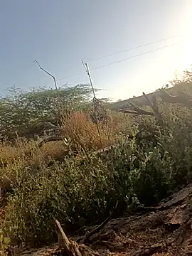 lovesuna online show from 5, 3, 2025