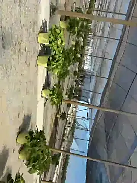 Snapshot of Jose_rz chatting on 2, 5, 2026 Jose rz online show from 2, 5, 2026