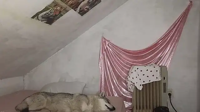 MAMA69LAMA online show from 9, 3, 2026