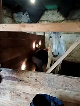 Tortuga95PL online show from 12, 2, 2026