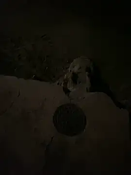 nowex18 online show from 6, 3, 2025