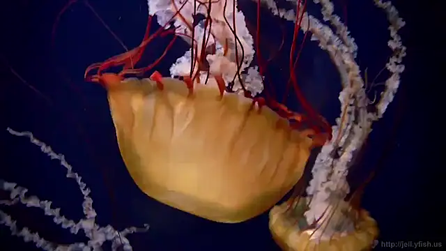 streamy test11 online show from 21, 11, 2025