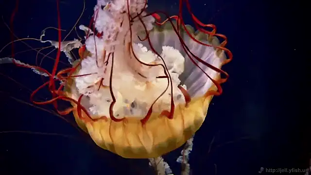 streamy test11 online show from 17, 12, 2025