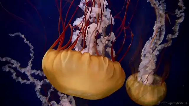 streamy test11 online show from 5, 3, 2026