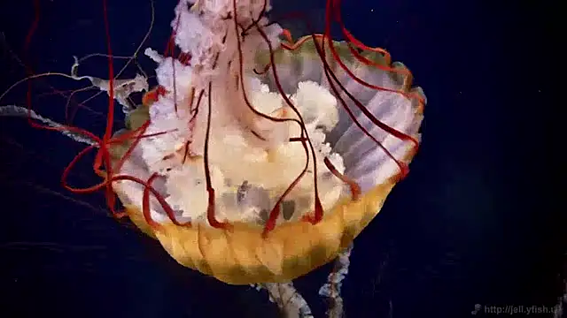 streamy test12 online show from 13, 12, 2024