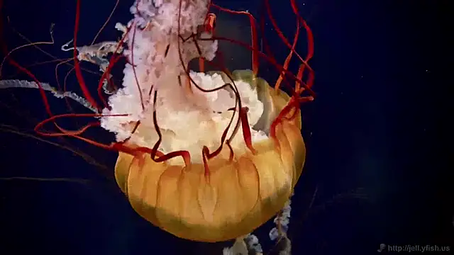 streamy test15 online show from 3, 12, 2024